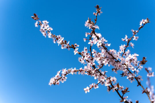 A beautiful tree with pink flowers is standing tall in the middle of a clear blue sky. The tree branches are full of blossoms, creating a picturesque scene