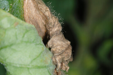 Graufäule, Botrytis cinerea am Tomatenblatt