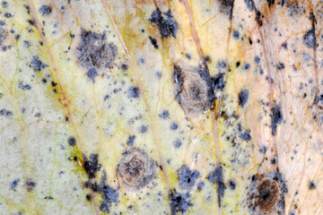 Kohlschwärze,  Alternaria  brassicae an Kohlpflanzen