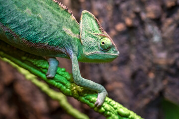 The Veiled Chameleon (Chamaeleo calyptratus) in a terrarium.