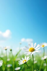 Chamomile flowers blooming under a clear blue sky, symbolizing peace and tranquility,  tranquil,  blooming