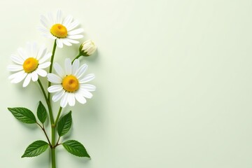 Fototapeta premium Chamomile plant illustration with delicate flowers, perfect for aromatherapy, spa products, health care, and cosmetics, cosmetics, flowers
