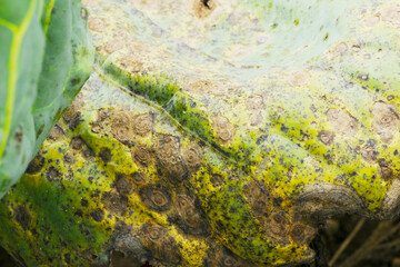 Kohlschwärze,  Alternaria  brassicae an Kohlpflanzen