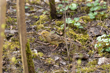 The bird Siskin stands on the ground and holds dry grass in its beak. The Siskin collects grass for its nest.
