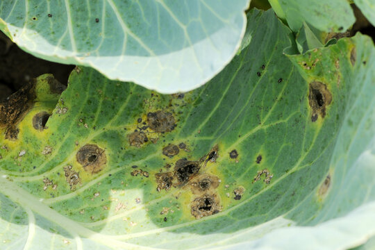 Kohlschw&auml;rze,  Alternaria  brassicae an Kohlpflanzen