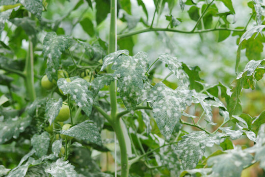 Echter Mehltau; Tomate; Oidium lycopersici