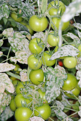 Echter Mehltau; Tomate; Oidium lycopersici