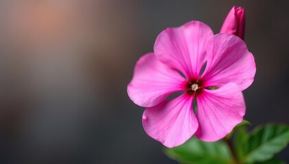 Close-up of vibrant pink Phlox flower petals with delicate details,  plant,  nature