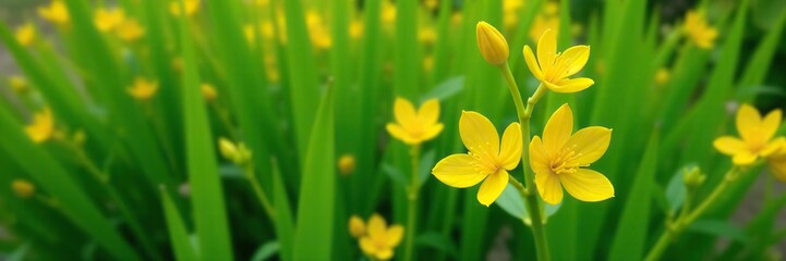Obraz premium Bright yellow flowers with slender green leaves in the background, showcasing the beauty of Cat's Claw, Catclaw Vine, and Cat's Claw Creeper plants, nature, floral
