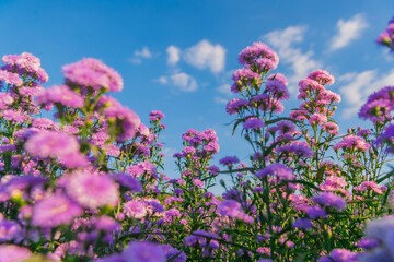 Obraz premium flower garden