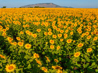 Obraz premium flower garden