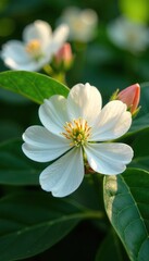 Close-up of Actinidia arguta flowers and leaves in full bloom,  nature,  growth