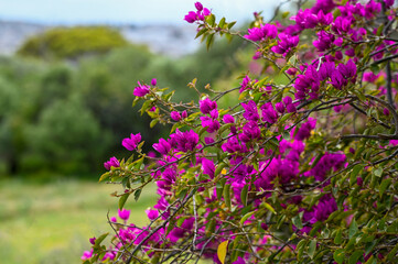 Obraz premium Bougainvillier violet