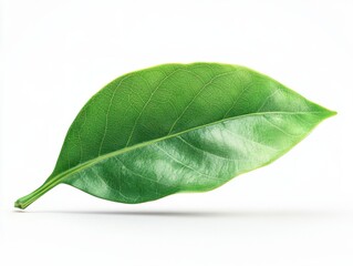 Fototapeta premium A fresh bay leaf with a rich green color isolated on a clean white background providing aromatic culinary inspiration