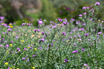 Obraz premium Champ de fleurs de chardon au printemps