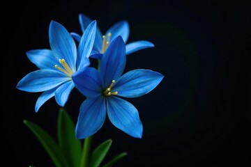 Fototapeta premium Blue flowers in a bouquet against a dramatic black background, flower, arrangement