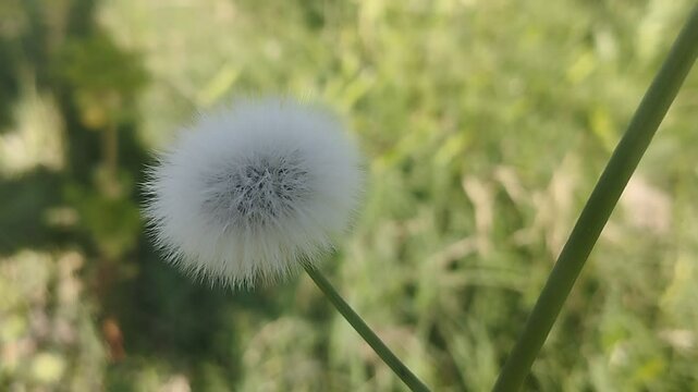 Semillons de Diente de Leon eon Primer Plano bloom in wing spring season