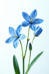 Naklejka premium Blue flowers with delicate petals standing out against a clean white background, spring, vibrant
