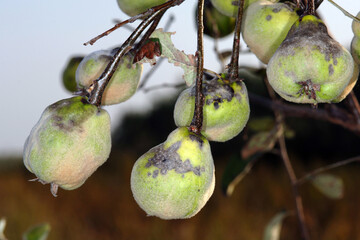 Blattbräune an Quitte,  Cydonia oblonga