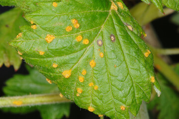 Himbeerrost, Phragmidium rubi-idaei
