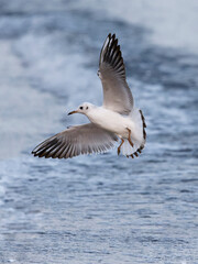 The half-grown black-headed gull , Larus ridibundus , flying , wings spread , against the sun light