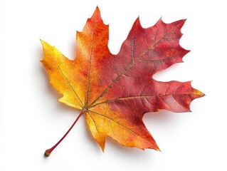 Obraz premium Stunningly vibrant maple leaf showcasing fiery autumn colors with crisp edges and intricate veins against a soft focus
