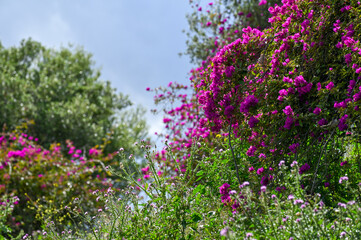 Obraz premium Bougainvillier violet sous un ciel orageux