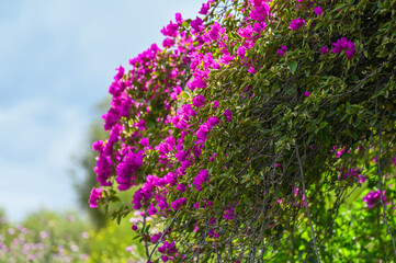 Obraz premium Bougainvillier violet