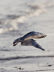 The half-grown black-headed gull , Larus ridibundus , flying , wings spread , against the sun light