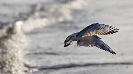 The half-grown black-headed gull , Larus ridibundus , flying , wings spread , against the sun light