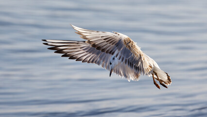 The half-grown black-headed gull , Larus ridibundus , flying , wings spread , against the sun light