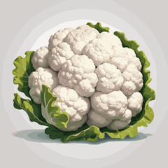 Whole cauliflower with green leaves on gray background for food concept