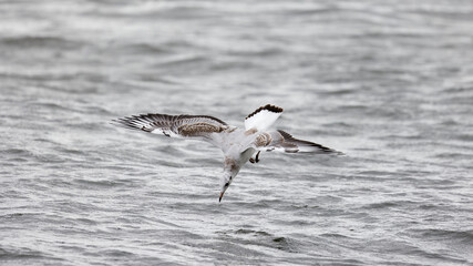 The half-grown black-headed gull , Larus ridibundus , flying down , wings spread , diving