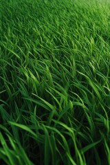 Obraz premium A field of green grass with a few brown spots. The grass is tall and lush, giving the impression of a healthy and thriving environment