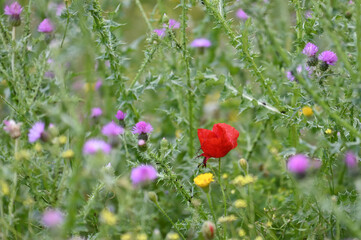 Fleurs de chardon et coquelicot au printemps