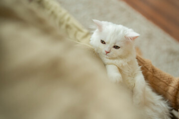 Close up White fluffy kitten lay on back on woman lap, hugging lady's leg . Little cat looking at lady. relationship between pet and owner concept.