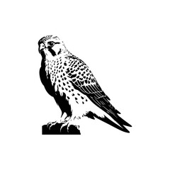 A black and white vector illustration of an elegant kestrel perched on a branch with a sharp gaze on a white background