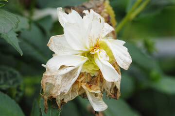 Graufäule, Botrytis cinerea an Dahlien