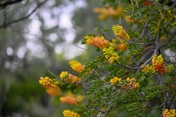 Gros plan sur des fleurs d'acacia