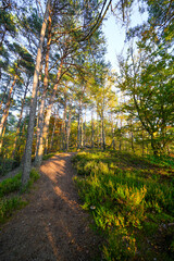 Landscape at the Buchkammerfels near Busenberg. Nature at the Heidenberg with red sandstone cliffs and forests in the Palatinate region.
