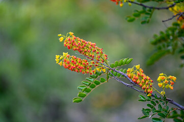 Gros plan sur des fleurs d'acacia