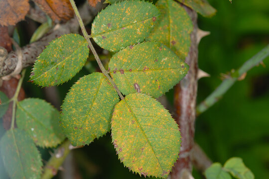 Rosenrost,  Phragmidium mucronatum