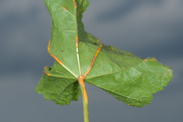  Malvenrost, Puccinia malvacearum, Malvenblatt