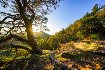 Fototapeta premium Landscape at the Schlüsselfels near Erlenbach near Dahn. Nature at the Heidenberg with red sandstone cliffs and forests in the Palatinate. 