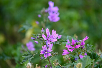 Fleurs sauvages au printemps