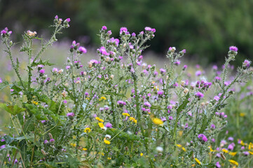 Fleurs sauvages au printemps