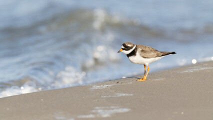 Ringed plover, Charadrius hiaticula walking on the beach