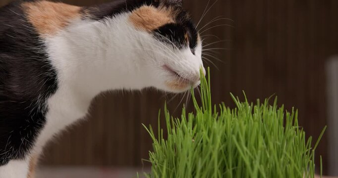 A tricolor cat is eating cat grass, nibbling gently on the green blades with curiosity and satisfaction