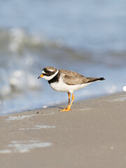 Ringed plover, Charadrius hiaticula walking on the beach