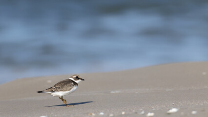 Ringed plover, Charadrius hiaticula walking on the beach